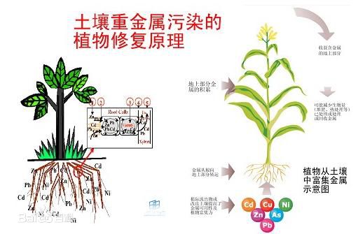 土壤修復(fù)的定義