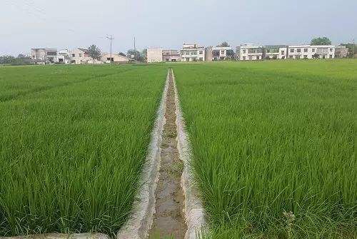 試驗田土壤改良工程